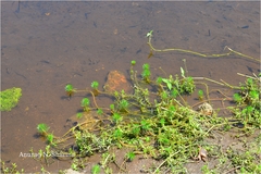 Myriophyllum tuberculatum
